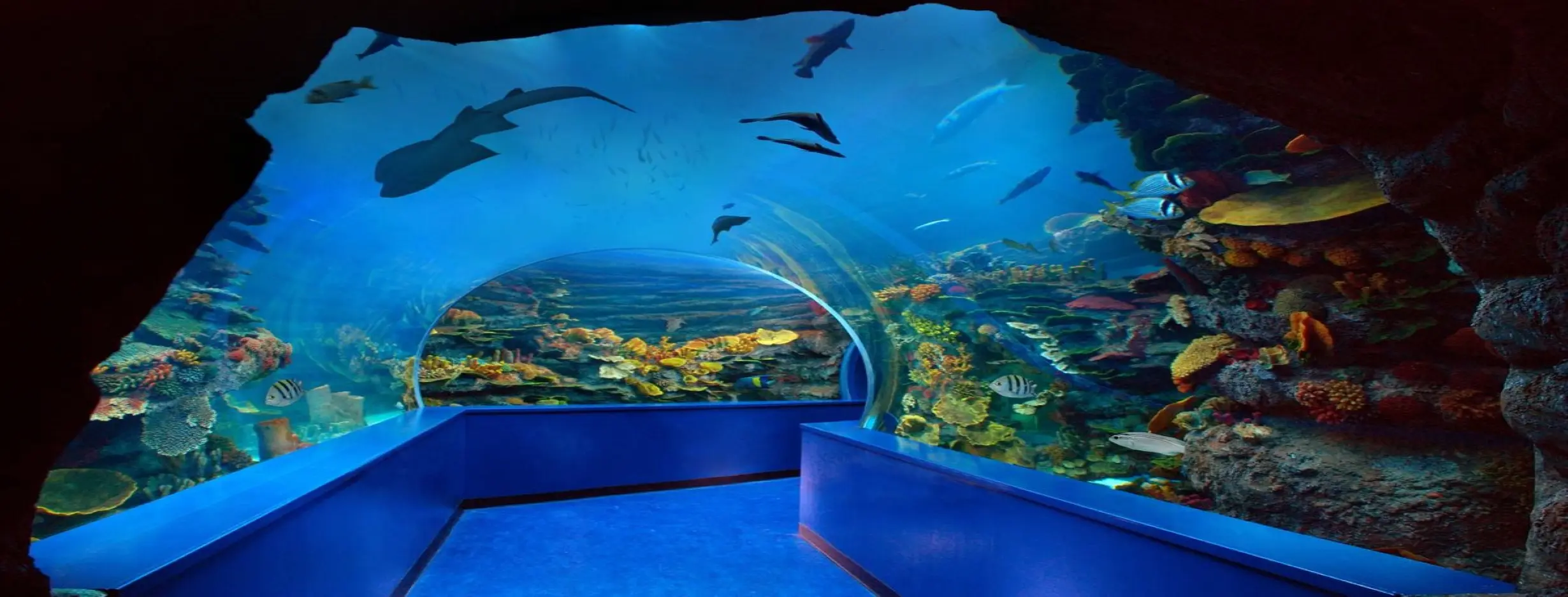 Image for Sharjah Aquarium